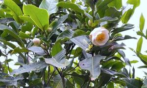 Sau cơn sốt điên cuồng, bạch hải đường 'bay màu' không dấu vết