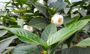 Sau cơn sốt điên cuồng, bạch hải đường 'bay màu' không dấu vết