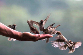 Phóng sinh - từ bi hay tội ác?