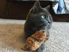 Mèo tâm linh, rùa thần nối gót bạch tuộc Paul so tài dự đoán World Cup 2022