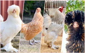 Tết muộn của người bán hoa, cây cảnh