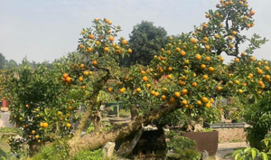 Tết muộn của người bán hoa, cây cảnh