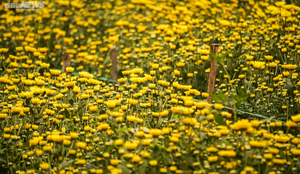 Tết muộn của người bán hoa, cây cảnh