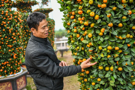 Tết muộn của người bán hoa, cây cảnh