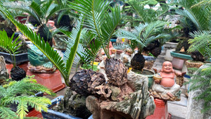 Tết muộn của người bán hoa, cây cảnh