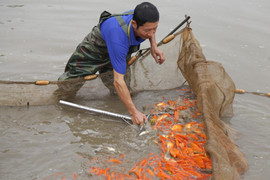 Tết muộn của người bán hoa, cây cảnh