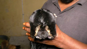 Ấn Độ: Dê con 2 đầu 4 mắt chào đời