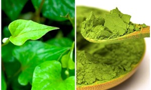 Có nên làm mặt nạ trị mụn bằng rau diếp cá?