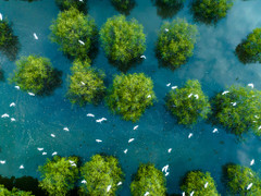 Sương mù giăng lối, người dân phố biển Quy Nhơn ngỡ đang ‘lạc bước’ Đà Lạt