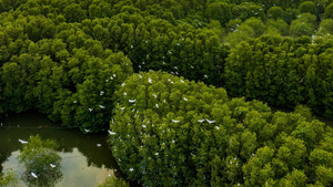 Sương mù giăng lối, người dân phố biển Quy Nhơn ngỡ đang ‘lạc bước’ Đà Lạt