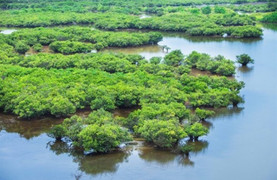 Vụ học sinh tử vong khi bắt ngao: Các tàu kinh doanh tự phát, mạnh ai nấy làm