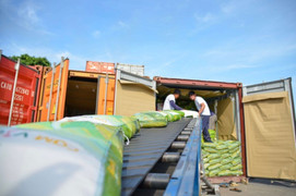 Lãnh đạo Cục Trồng trọt: 'Nguồn hàng lúa gạo trong nước vẫn dồi dào'