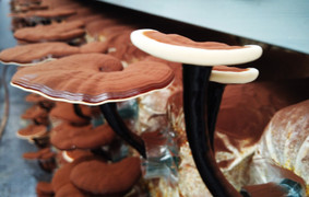 300 con cừu đeo nơ trình diễn 'catwalk' trên phố tại Ninh Thuận