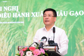 Lãnh đạo Cục Trồng trọt: 'Nguồn hàng lúa gạo trong nước vẫn dồi dào'
