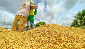 Lãnh đạo Cục Trồng trọt: 'Nguồn hàng lúa gạo trong nước vẫn dồi dào'