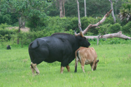 300 con cừu đeo nơ trình diễn 'catwalk' trên phố tại Ninh Thuận