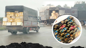 NAFI chỉ đạo khẩn sau loạt bài 'Cua Cà Mau thần tốc qua biên giới' của VTC News