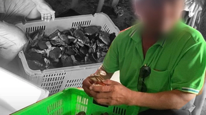 NAFI chỉ đạo khẩn sau loạt bài 'Cua Cà Mau thần tốc qua biên giới' của VTC News