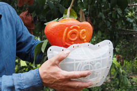 Chưa đến Tết, bưởi đỏ tạo hình độc lạ đã 'cháy' hàng