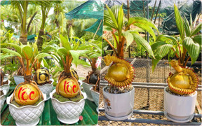 Dừa bonsai độc lạ ‘đắt như tôm tươi’ dịp Tết