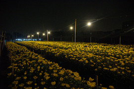 Chong đèn xuyên đêm, ép hoa 'thức' đón Tết