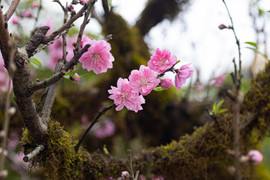 Chợ hoa Hà Nội đông nghẹt ngày giáp Tết, tấp nập mua bán suốt đêm