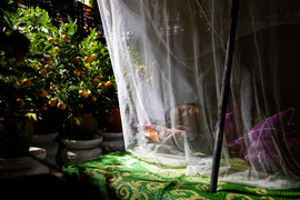 Chợ hoa Hà Nội đông nghẹt ngày giáp Tết, tấp nập mua bán suốt đêm