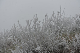 Dự báo thời tiết 10 ngày từ đêm 25/1 đến 4/1 và cảnh báo rét hại Bắc - Trung Bộ