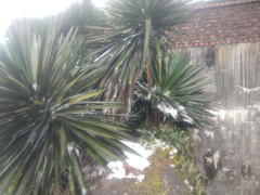 Dự báo thời tiết 10 ngày từ đêm 25/1 đến 4/1 và cảnh báo rét hại Bắc - Trung Bộ