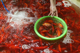 Chợ hoa Hà Nội đông nghẹt ngày giáp Tết, tấp nập mua bán suốt đêm