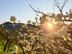 Dự báo thời tiết 10 ngày từ đêm 12/2 đến 22/2 cho Hà Nội và cả nước