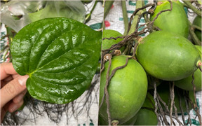 Chợ hoa Hà Nội đông nghẹt ngày giáp Tết, tấp nập mua bán suốt đêm