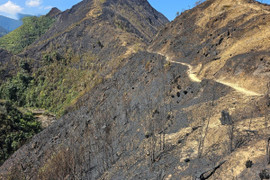 Những vạt rừng trơ trụi sau đám cháy tại Vườn quốc gia Hoàng Liên