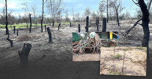 Rừng phòng hộ 'chết oan' ở Bình Định: Rừng mất, người than khóc