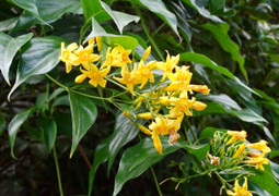 Uống rượu ngâm lá ngón, ba người đàn ông ở Bắc Giang tử vong