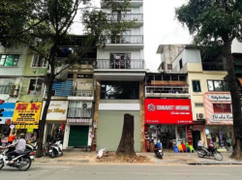 Cây sao đen nghi bị 'bức tử' trên phố Lò Đúc: 'Cứ nhà mới mọc lên là cây chết'