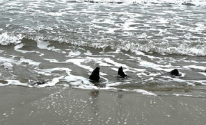 Quảng Nam chốt phương án khai quật địa điểm phát hiện cổ vật ở ven biển Hội An