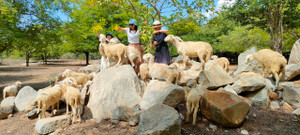 Biến 'nắng như rang, gió như phang' thành sự giàu có