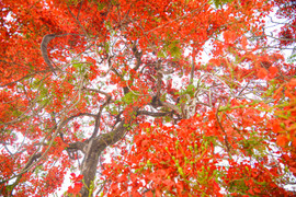 Đại diện Bộ Quốc phòng gặp mặt Đoàn gia đình cựu cố vấn Trung Quốc