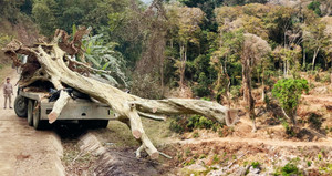 Thú chơi cây trăm tuổi của đại gia: Vì sao đại thụ rời rừng trót lọt?