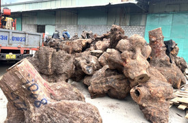 Bắt quả tang 5 xe tải chở gỗ xá xị trái phép