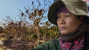 Khô hạn khốc liệt ở Tây Nguyên: Cứu 'cây tỷ đô' thế nào?