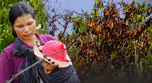 Khô hạn khốc liệt ở Tây Nguyên: Cứu 'cây tỷ đô' thế nào?