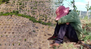 Khô hạn khốc liệt ở Tây Nguyên: Cứu 'cây tỷ đô' thế nào?