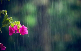 Dự báo thời tiết 15/6: Hà Nội ngày nắng gián đoạn, có lúc mưa rào