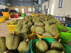 Làm sao để 'trái tỷ đô' sầu riêng luôn là trái ngọt?