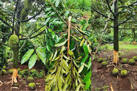 Sầu riêng rẻ chưa từng có được bán la liệt: Bài học tăng trưởng 'nóng'