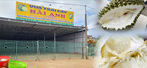 Sầu riêng rẻ chưa từng có được bán la liệt: Bài học tăng trưởng 'nóng'