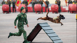 Quân khuyển trình diễn vượt vòng lửa, nhảy qua vật cản tại triển lãm quốc phòng