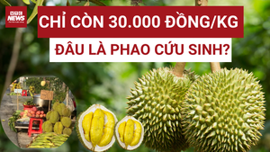 Kim loại nặng khiến xuất khẩu sầu riêng Việt lao đao: Nguy cơ mất thị trường tỷ đô